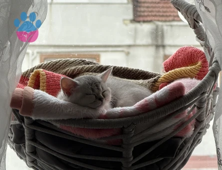 British Shorthair Kızımız - 9993 - Görsel 5