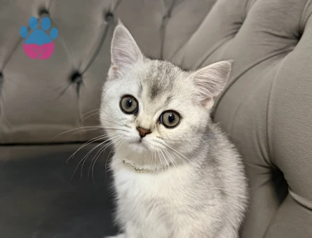 British Shorthair Kızımız - 9993 - Görsel 4
