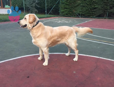 Golden baby face yavrular - 9995 - Görsel 5