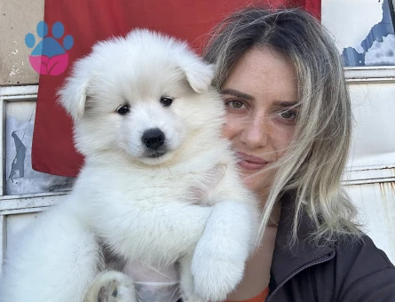 Samoyed Yavrular - 9997