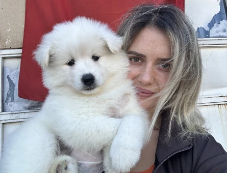 Samoyed Yavrular - 9997