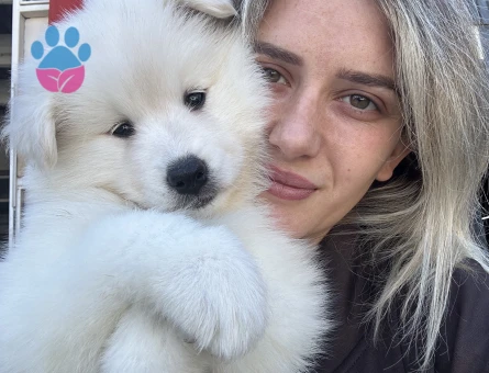 Samoyed Yavrular - 9997 - Görsel 4