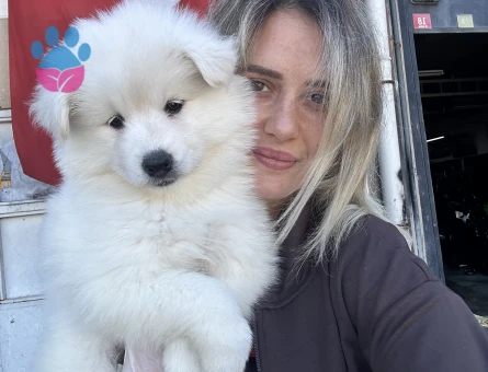 Samoyed Yavrular - 9997 - Görsel 3