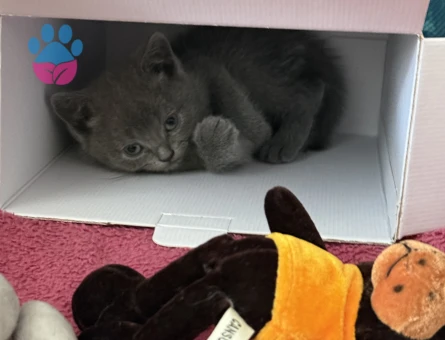 British Shorthair yavru - 9998 - Görsel 2