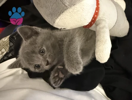 British Shorthair yavru - 9998 - Görsel 3