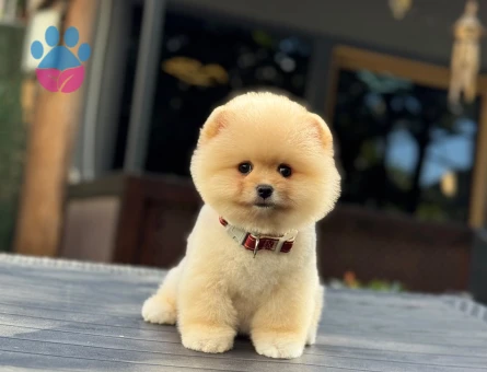 Baby face pomeryan boo - 9999 - Görsel 3