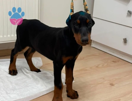 King doberman baby face surat guzellıkler - 10000 - Görsel 3