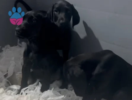 King doberman baby face surat guzellıkler - 10000
