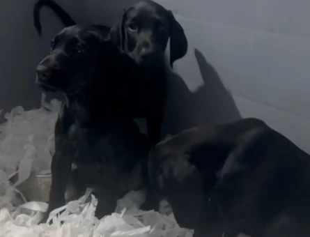 King doberman baby face surat guzellıkler - 10000