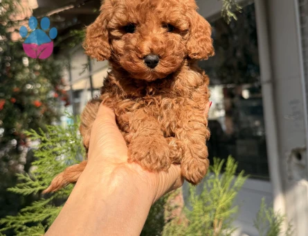 SAĞLIK GARANTİLİ POODLE YAVRULARI - 10002 - Görsel 4