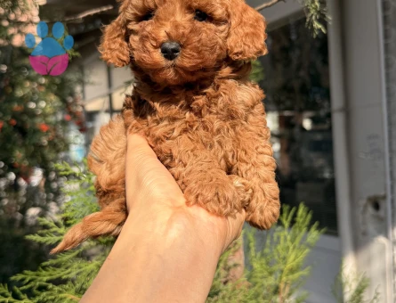SAĞLIK GARANTİLİ POODLE YAVRULARI - 10002 - Görsel 3