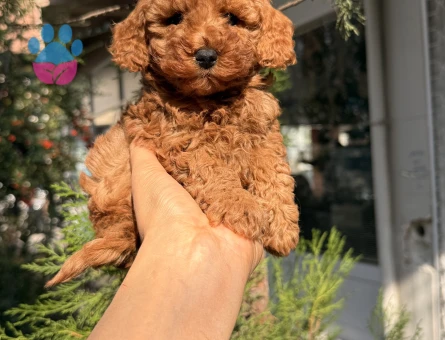 SAĞLIK GARANTİLİ POODLE YAVRULARI - 10002