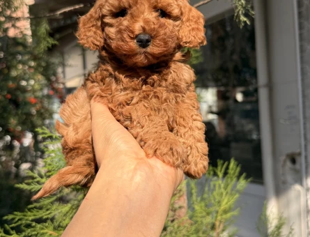 SAĞLIK GARANTİLİ POODLE YAVRULARI - 10002