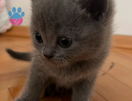 Minik British Shorthair Bebekler - 10004 - Görsel 2