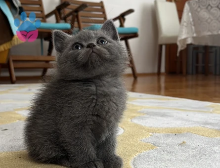 Minik British Shorthair Bebekler - 10004 - Görsel 3