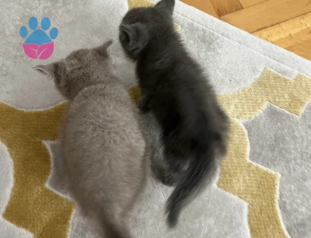 Minik British Shorthair Bebekler - 10004 - Görsel 4