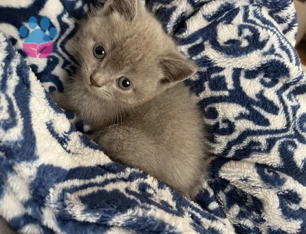 Minik British Shorthair Bebekler - 10004 - Görsel 5