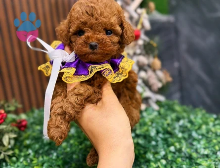 KOREAN POODLE YAVRULARIMIZ - 10003 - Görsel 3