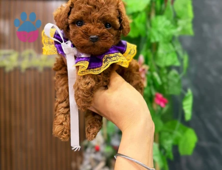 KOREAN POODLE YAVRULARIMIZ - 10003