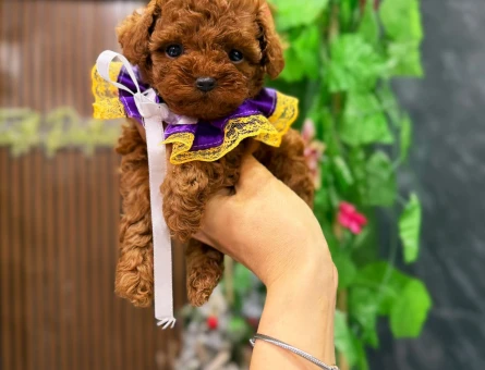 KOREAN POODLE YAVRULARIMIZ - 10003