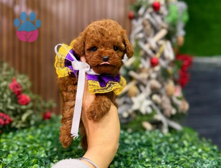 KOREAN POODLE YAVRULARIMIZ - 10003 - Görsel 4