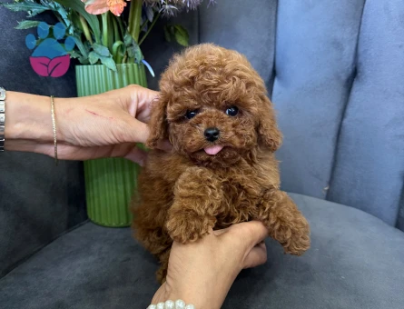 TÜRKİYENİN EN GÜZEL POODLE YAVRULARI - 10005 - Görsel 3