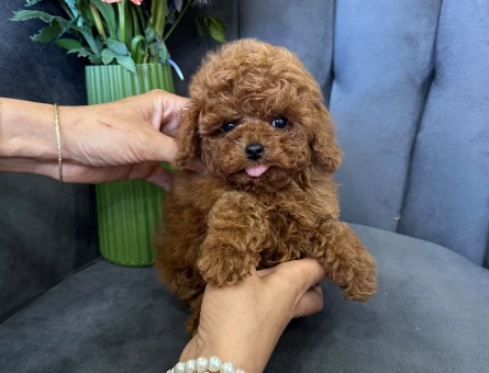 TÜRKİYENİN EN GÜZEL POODLE YAVRULARI - 10005