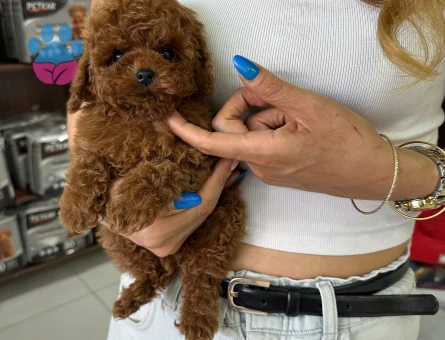TÜRKİYENİN EN GÜZEL POODLE YAVRULARI - 10005 - Görsel 4