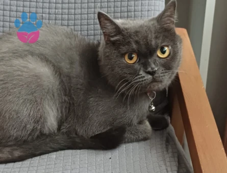 British Shorthair Dişi Kedim Yuva Arıyor - 10018 - Görsel 2