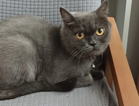British Shorthair Dişi Kedim Yuva Arıyor - 10018