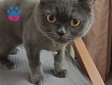 British Shorthair Dişi Kedim Yuva Arıyor - 10018 - Görsel 3