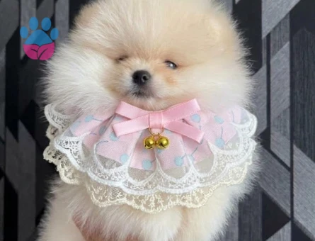 POMERANİAN BOO BİBLO SURAT - 10020
