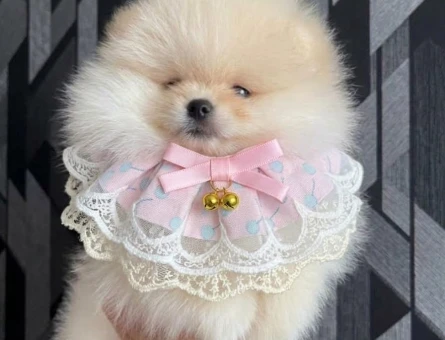 POMERANİAN BOO BİBLO SURAT - 10020