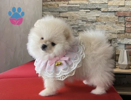 POMERANİAN BOO BİBLO SURAT - 10020 - Görsel 3