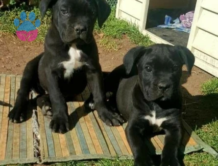 CANE CORSO YAVRULAR - 10026