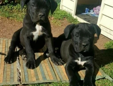 CANE CORSO YAVRULAR - 10026