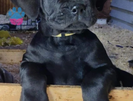 CANE CORSO YAVRULAR - 10026 - Görsel 4