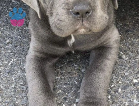 CANE CORSO YAVRULAR - 10026 - Görsel 5