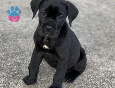 CANE CORSO YAVRULAR - 10026 - Görsel 3
