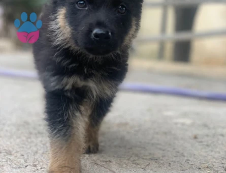 K9 SAFKAN  YAVRULAR - 10027