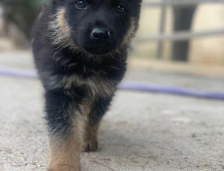 K9 SAFKAN  YAVRULAR - 10027