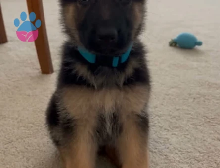 K9 SAFKAN YAVRULAR - 10027 - Görsel 3