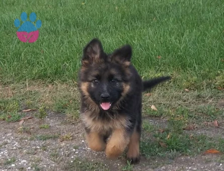 K9 SAFKAN YAVRULAR - 10027 - Görsel 5