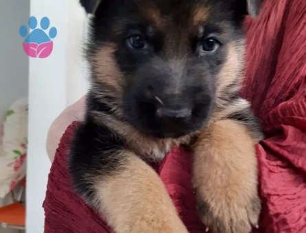 K9 SAFKAN YAVRULAR - 10027 - Görsel 4