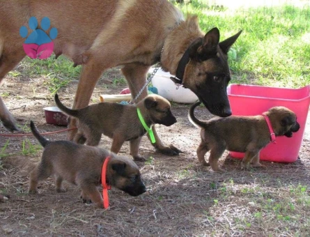 BELÇİKA MALİONİS YAVRULAR - 10028 - Görsel 3