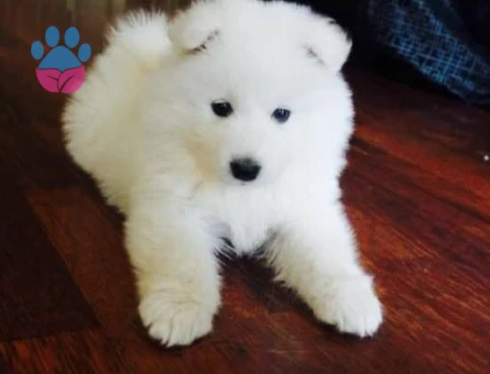 SAMOYED YAVRULARIMIZ - 10030 - Görsel 2