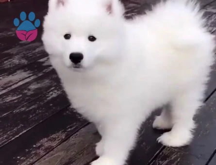 SAMOYED YAVRULARIMIZ - 10030 - Görsel 3