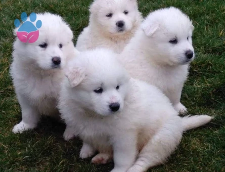 SAMOYED YAVRULARIMIZ - 10030 - Görsel 4