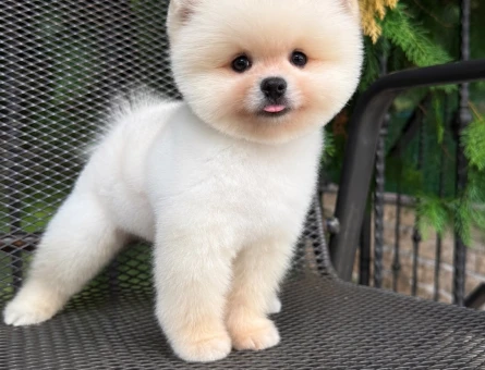 SAFKAN POMERANIAN YAVRULARI - 10031