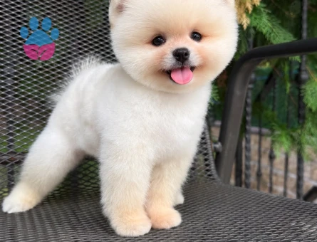 SAFKAN POMERANIAN YAVRULARI - 10031 - Görsel 3